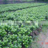 Ginseng Ficus 250g thumbnail-2