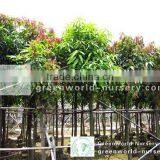 Mangifera Indica Tropical Fruit Trees thumbnail-1