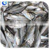 Wholesale Frozen Seafood Horse Mackerel Price