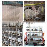 Decorative Rabbit Fencing /rabbit Cages /stainless Steel Welded Wire Fence Producted by China Suppliers thumbnail-6