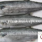 Spanish mackerel W/R for sale