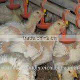 Automatic High Quality Poultry Nipple Drinkers thumbnail-2