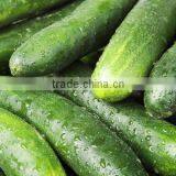 Cucumber Exporters thumbnail-1