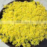 Sedum Rupestris Brush Sedum