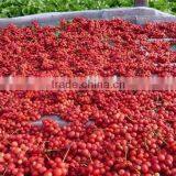 Schizandrae Wuweizi Extract thumbnail-2