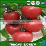 Pink Xi Hong Shi/tomato Seeds High Yield Hybrid Anti Virus Vegetable Seeds for Plant thumbnail-2