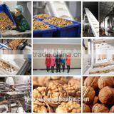 Walnuts Kernal Dryer thumbnail-1