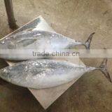 Frozen Bonito Tuna thumbnail-2