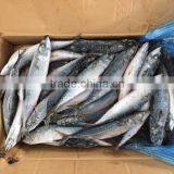 200-300G Good Quality Pacific Mackerel Scomber Japonicus Pacific Mackerel on Sale thumbnail-1