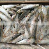 2017 New Food Grade All Types of Sardine Fishes With Long Service Life thumbnail-4