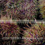 UNI Sea Urchin thumbnail-2