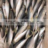 BQF Frozen Horse Mackerel/round Scad thumbnail-6