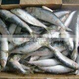 Frozen Sardine Fish Fresh Fish thumbnail-1