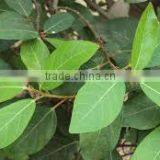 FICUS FACEMOSA thumbnail-2