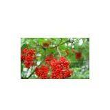 Elderberry Powder thumbnail-1