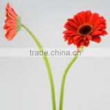 Bottom price Savanna exquisite gerbera flower for decoration