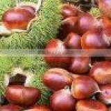 China Fresh Chestnut Kernel thumbnail-1