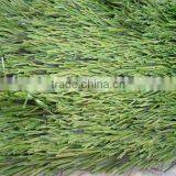 Comfortable Soccer Synthetic Grass