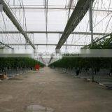 Red Color Fresh Tomato From Turkey thumbnail-4