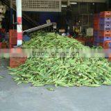 Canned Kernel Sweet Corn thumbnail-4