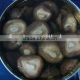 Supply Canned Shiitake Whole