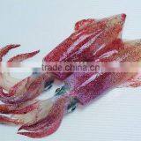 Frozen Squid (whole Round Todarodes Pacific)fish thumbnail-1