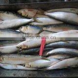 New Fish Sardine for Bait on Sale thumbnail-2