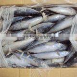 Frozen Whole Round Bonito Tuna thumbnail-4
