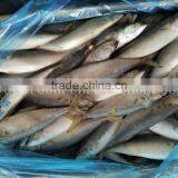 BQF Land Frozen Mackerel Lamp Catching thumbnail-1