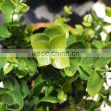 China Best Sell Wholesale Artificial Plant for Indoor Decoration thumbnail-2