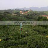 Organic EU Standard Chunmee Green Tea 9366 thumbnail-5