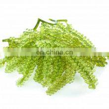 Sea Grapes High Quality Origin Vietnam/Dehydrated Sea Grapes thumbnail-4
