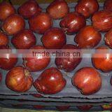 Direct Supplier of Red Delicious Apple thumbnail-1