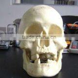 Resin Skeleton thumbnail-1