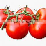 Tomato thumbnail-4