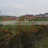 High-quality Seabuckthorn Fruit Oil,essential Oil, Wild Plant Oil thumbnail-5