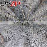 CHINAZP Factory Exporting Leading Bulk Sale Colored Stripped Silver Grey Large Ostrich Feathers for Weddings thumbnail-5