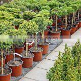 Agriculture Supply Flower Pot for Green House Use thumbnail-4