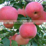 New Arrival Fresh Fuji Apple With Best Price Brand Yitian Sweet Fuji Apple thumbnail-2
