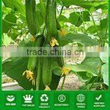 NCU10 Huanggua Hybrid Seed Cucumber Parthenocarpy Grow Type Hybrid Cucumber Seeds thumbnail-1
