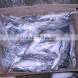 Seafrozen W/R Pacific Mackerel thumbnail-2