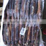 Corvina of Illex Squid thumbnail-1