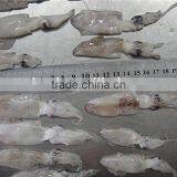 High Quality IQF Baby Squid thumbnail-4