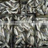 Supply Land Frozen Horse Mackerel for Canning /for Feed (trachurus Japnonicus) thumbnail-3