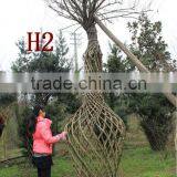 Lagerstroemia Indica Tree Small Chinese Letter Gourd and Bottle Shape Plants thumbnail-2
