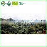 Healthy Bai Hao Silver Needle Organic White Tea thumbnail-2