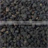 India Psoralea Corylifolia thumbnail-2