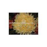 Artificial Gerbera thumbnail-1