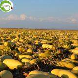 Factory Supply Raw GWS AA Grade Pumpkin Kernels thumbnail-2