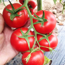Chinese Vegetable Seeds Tomato Seed for Greenhouse f1 Tomato Seeds thumbnail-5